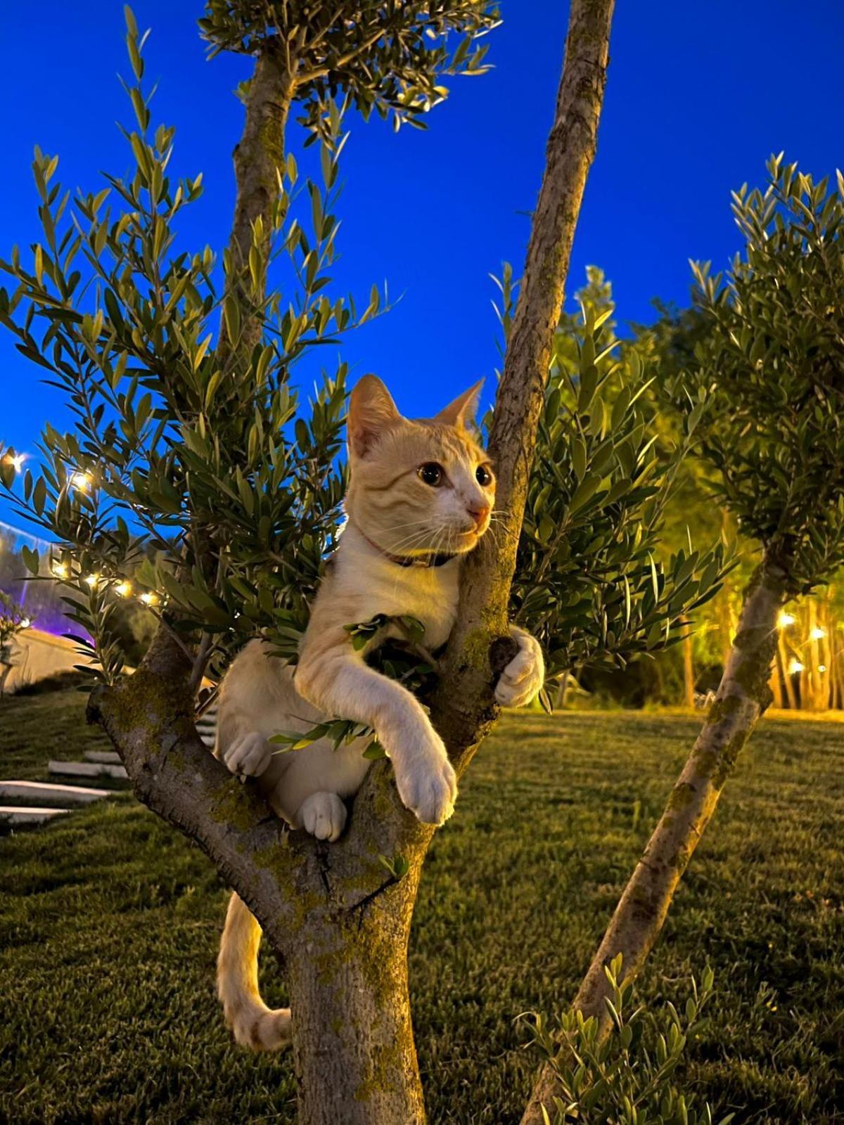 Olivia'S Hill Resort Kryemëdhej Dış mekan fotoğraf